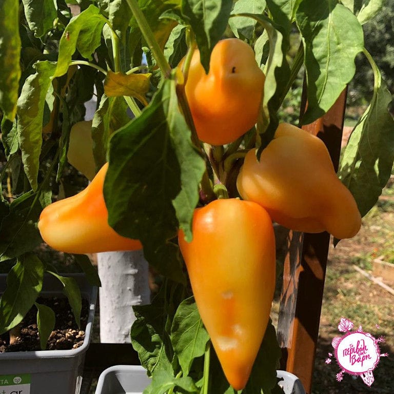 yellow peppers on their green stem in 'The Orchard in Vari' garden